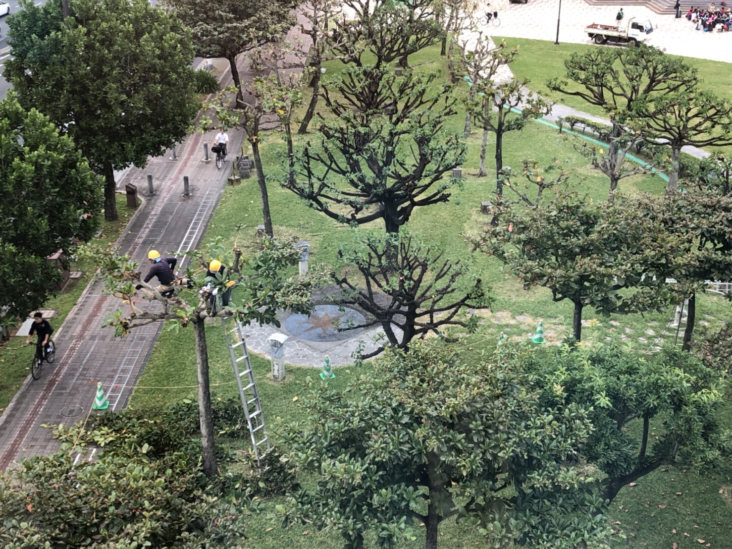 剪定作業 剪定作業