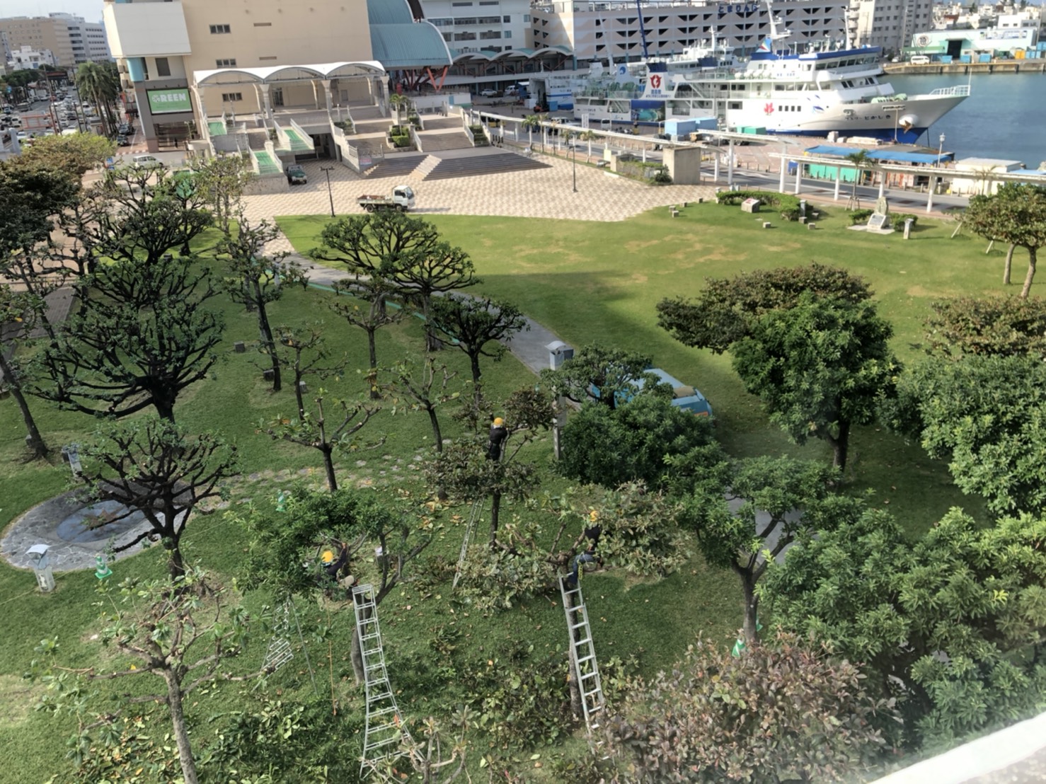 剪定作業2 剪定作業2