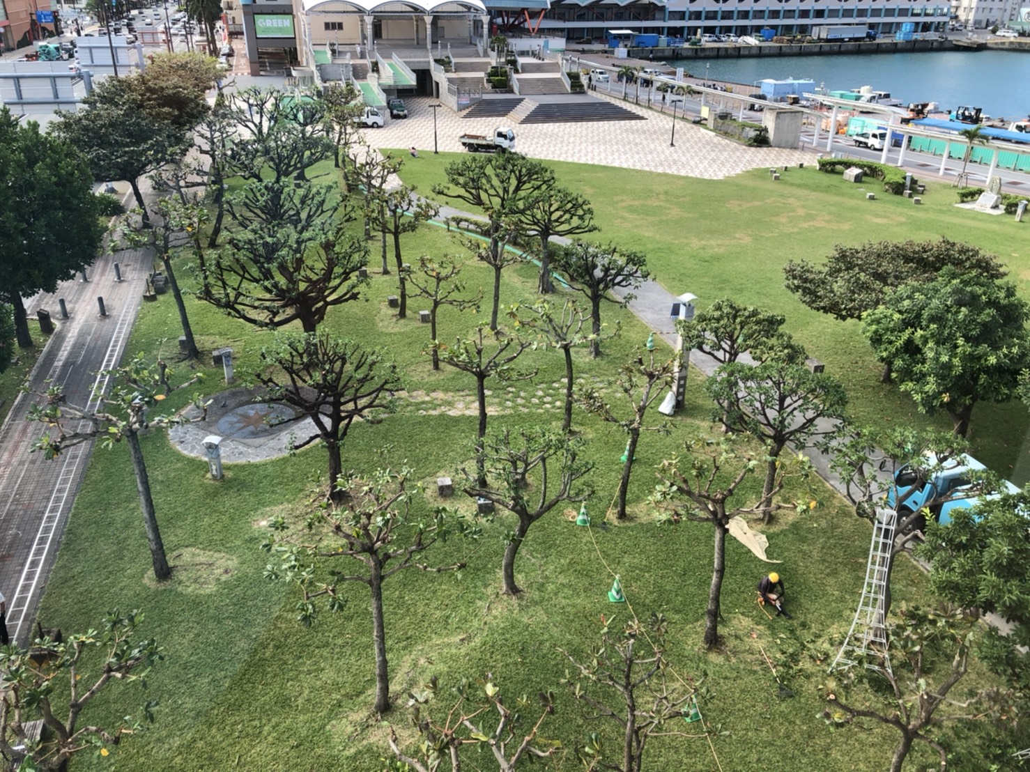 剪定作業3 剪定作業3